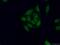 TRNA Splicing Endonuclease Subunit 2 antibody, 13103-2-AP, Proteintech Group, Immunofluorescence image 