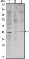 WNT Inhibitory Factor 1 antibody, MA5-15701, Invitrogen Antibodies, Western Blot image 