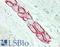 CTD Small Phosphatase 1 antibody, LS-B12479, Lifespan Biosciences, Immunohistochemistry paraffin image 