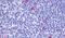 Integral membrane protein GPR137 antibody, PA5-33625, Invitrogen Antibodies, Immunohistochemistry paraffin image 