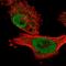 Ankyrin Repeat Domain 49 antibody, HPA040273, Atlas Antibodies, Immunofluorescence image 