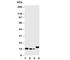 IL-4 antibody, R30841, NSJ Bioreagents, Western Blot image 