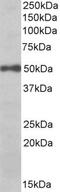 Eukaryotic Translation Initiation Factor 3 Subunit E antibody, PA5-19411, Invitrogen Antibodies, Western Blot image 