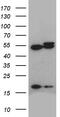 Actin Related Protein 3 antibody, TA812199, Origene, Western Blot image 