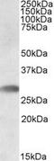 Triggering Receptor Expressed On Myeloid Cells Like 1 antibody, MBS422121, MyBioSource, Western Blot image 