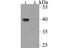 ORAI Calcium Release-Activated Calcium Modulator 3 antibody, NBP2-76956, Novus Biologicals, Western Blot image 