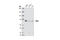 Mitogen-Activated Protein Kinase Kinase Kinase 7 antibody, 9339S, Cell Signaling Technology, Western Blot image 