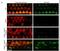 USH1 Protein Network Component Harmonin antibody, NBP1-89189, Novus Biologicals, Immunohistochemistry frozen image 