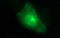 Claudin 6 antibody, LS-C788407, Lifespan Biosciences, Immunofluorescence image 