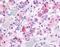 GHRHR antibody, NLS582, Novus Biologicals, Immunohistochemistry frozen image 