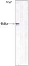 NEDD8 Ubiquitin Like Modifier antibody, NB110-59137, Novus Biologicals, Western Blot image 