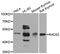 RAD52 Homolog, DNA Repair Protein antibody, MBS126359, MyBioSource, Western Blot image 