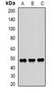 Secernin 2 antibody, orb340742, Biorbyt, Western Blot image 