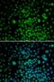 Major Facilitator Superfamily Domain Containing 12 antibody, orb325197, Biorbyt, Immunocytochemistry image 