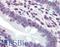 DEAD-Box Helicase 3 X-Linked antibody, LS-B3117, Lifespan Biosciences, Immunohistochemistry paraffin image 