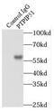 Regulator Of Microtubule Dynamics 3 antibody, FNab06930, FineTest, Immunoprecipitation image 