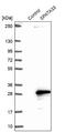 Spermatogenesis Associated 33 antibody, NBP2-14382, Novus Biologicals, Western Blot image 