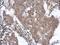 Kiaa0692 antibody, NBP2-15396, Novus Biologicals, Immunohistochemistry frozen image 