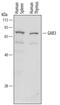 GRB2 Associated Binding Protein 3 antibody, MAB7127, R&D Systems, Western Blot image 