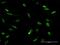 MLLT1 Super Elongation Complex Subunit antibody, H00004298-B01P, Novus Biologicals, Immunofluorescence image 