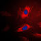 Isoleucyl-TRNA Synthetase 2, Mitochondrial antibody, LS-C353486, Lifespan Biosciences, Immunofluorescence image 