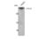 Neurotrophic Receptor Tyrosine Kinase 2 antibody, STJ96108, St John