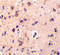C1q And TNF Related 2 antibody, 3559, ProSci, Immunohistochemistry frozen image 