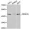 Casein Kinase 1 Epsilon antibody, LS-C331694, Lifespan Biosciences, Western Blot image 