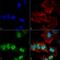 Syn antibody, SMC-531D-ALP, StressMarq, Immunocytochemistry image 