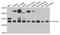 COP9 Signalosome Subunit 7A antibody, orb374005, Biorbyt, Western Blot image 