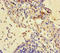 Cystatin-beta antibody, orb238775, Biorbyt, Immunohistochemistry paraffin image 