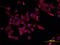 Eukaryotic Translation Initiation Factor 4E antibody, MAB3228, R&D Systems, Immunofluorescence image 