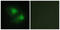 LIM Domain Kinase 2 antibody, abx013535, Abbexa, Western Blot image 