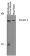 Teneurin Transmembrane Protein 2 antibody, PA5-47638, Invitrogen Antibodies, Western Blot image 