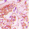 Insulin Receptor antibody, GTX55014, GeneTex, Immunohistochemistry paraffin image 