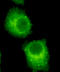 RAB2A, Member RAS Oncogene Family antibody, LS-B15500, Lifespan Biosciences, Immunocytochemistry image 
