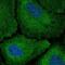 Codanin-1 antibody, NBP2-38473, Novus Biologicals, Immunofluorescence image 