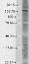 SH3 And Multiple Ankyrin Repeat Domains 2 antibody, LS-C230844, Lifespan Biosciences, Western Blot image 