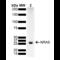 Ras antibody, SPC-796D-HRP, StressMarq, Western Blot image 