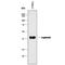 Legumain antibody, MAB2058, R&D Systems, Western Blot image 