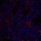 M3S1 antibody, A10368, Boster Biological Technology, Immunofluorescence image 