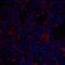 Transmembrane 4 L6 family member 1 antibody, A10368, Boster Biological Technology, Immunofluorescence image 