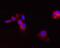 Carnitine Palmitoyltransferase 2 antibody, GTX54744, GeneTex, Immunofluorescence image 