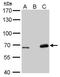 Lamin B2 antibody, MA5-17274, Invitrogen Antibodies, Western Blot image 