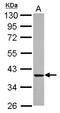 Cyclin Dependent Kinase 6 antibody, LS-B12388, Lifespan Biosciences, Western Blot image 