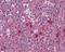 Exocyst Complex Component 3 antibody, MA1-25480, Invitrogen Antibodies, Immunohistochemistry paraffin image 