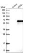 EMI Domain Containing 1 antibody, PA5-51418, Invitrogen Antibodies, Western Blot image 