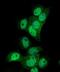 PVR Cell Adhesion Molecule antibody, A00664-2, Boster Biological Technology, Immunofluorescence image 