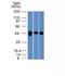 TIA1 Cytotoxic Granule Associated RNA Binding Protein antibody, M02763, Boster Biological Technology, Western Blot image 