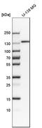 Golgin A2 antibody, HPA021799, Atlas Antibodies, Western Blot image 